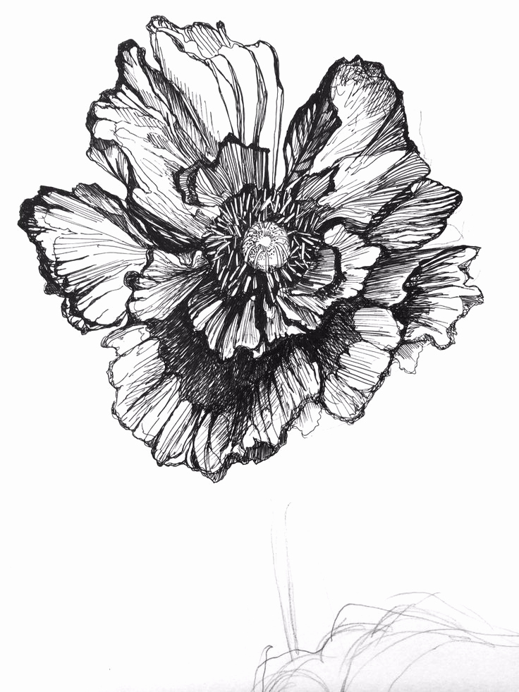 Black and White Illustrations New Rose Botanical Illustration Black and White