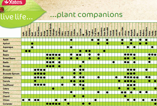 Companion Planting Chart for Vegetables Beautiful Panion Planting Charts for Ve Ables &amp; Fruit Best Of