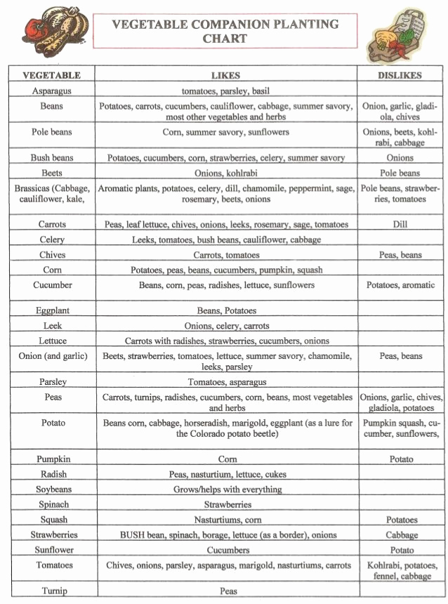 Companion Planting Chart for Vegetables Lovely Herb Panion Planting Chart Herbal Gardens