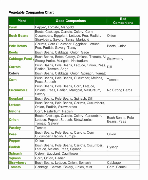 Companion Planting Chart for Vegetables Lovely Panion Planting Chart 9 Free Excel Pdf Documents