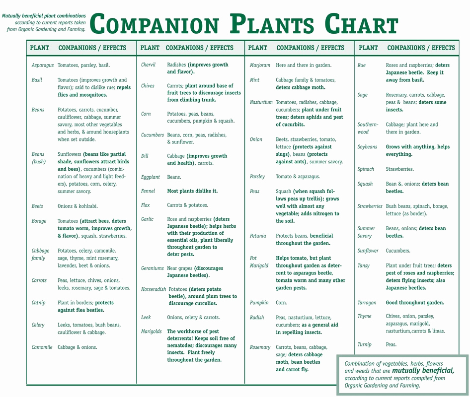 Companion Planting Chart for Vegetables Lovely Panion Planting Smart Health Talk