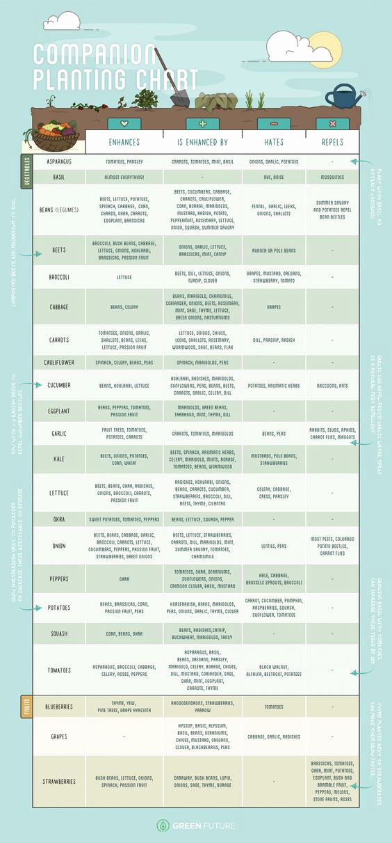 Companion Planting Chart for Vegetables New Pinterest • the World’s Catalog Of Ideas
